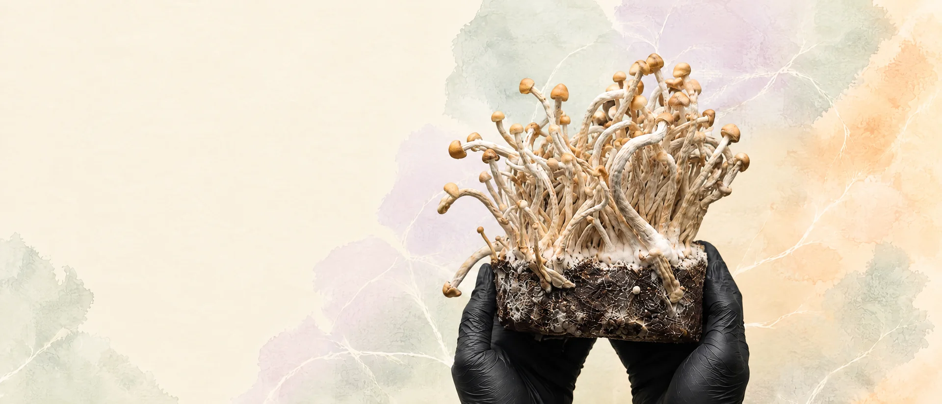 Manos con guantes negros sujetando un pan de setas Shroomsy con micelio denso y cuerpos fructíferos